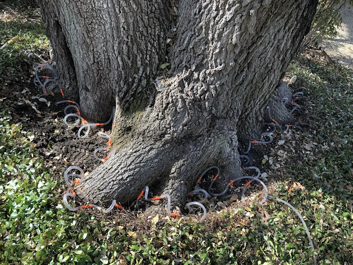 Detailed Tree Cabling and Bracing job site in Mount Bethel