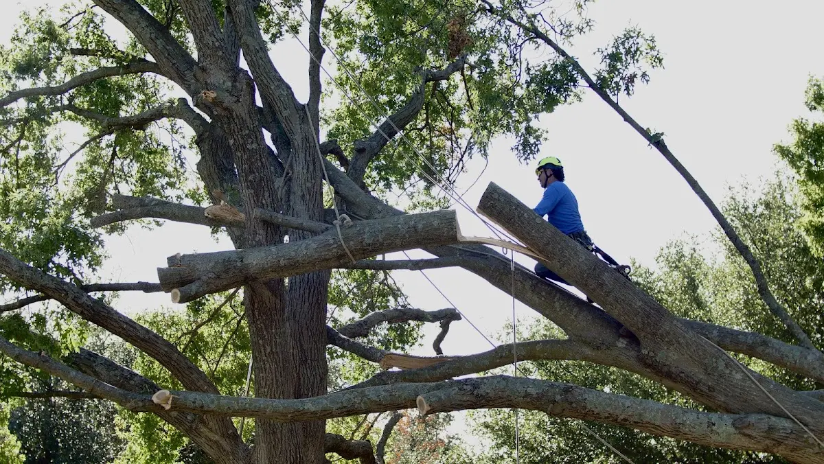 Professional Crown Thinning performed by certified arborists in Mount Bethel